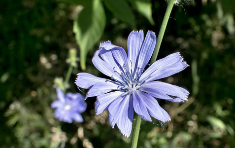 蓝色菊苣花图片
