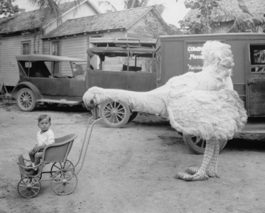 在婴儿小推车推男孩假鸵鸟照片
