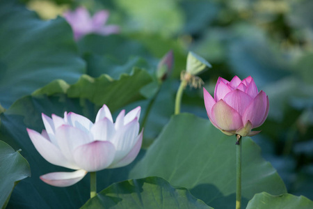 美丽的粉红色和白色莲花与绿叶在池塘