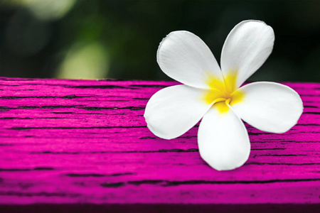 热带花枝梅花