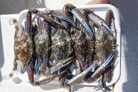 游泳蟹新鲜捕获和煮熟的蓝色游泳蟹 (梭子蟹 armatus), 也称为沙子