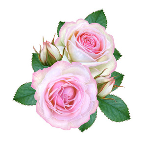花组成。一束娇嫩的粉红色玫瑰, 花蕾, 绿叶。在白色背景上被隔离