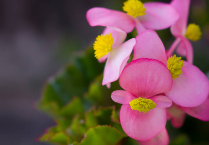 盛开的粉红色花朵的背景