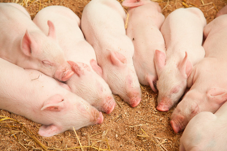 饿了的猪小猪照片