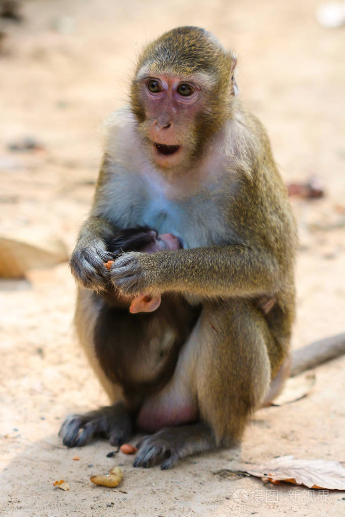 世界上最可爱的猴子图片