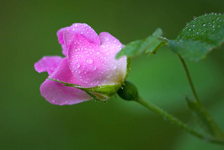 花露素材图片 花露图片素材下载 摄图新视界