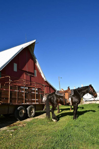 站在拖车和旧红色谷仓附近的一匹马鞍马准备骑马