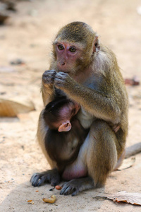 泰国天然森林中的可爱猴子