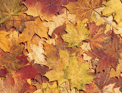 秋天的树叶在森林里。季节性背景图案