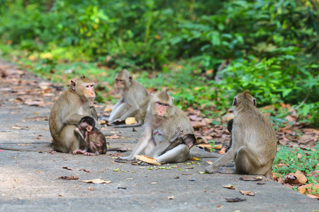 泰国天然森林中的可爱猴子