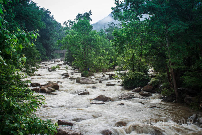 夏季森林中的暴风雨山溪流
