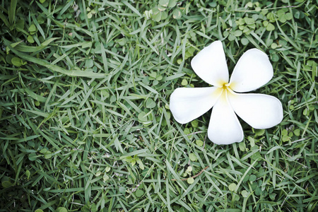 热带花枝梅花