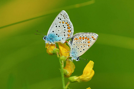 一对蝴蝶阿曼达的蓝色 Polyommatus Agrodiaetus amandus 的黄色野生花。自然绿色背景下的