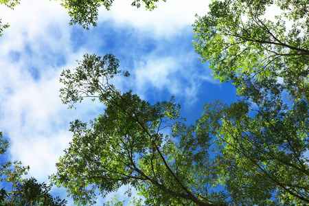 树木和天空照片