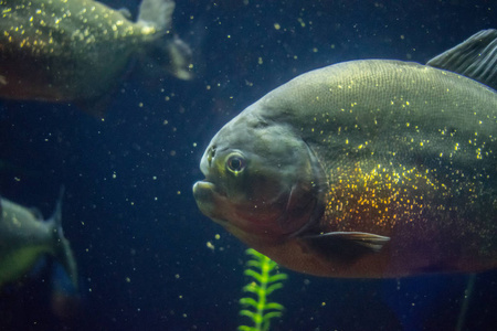 我水族馆里的食人鱼