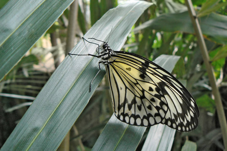 蝴蝶思想 leuconoe 坐在大绿叶上。宏图片