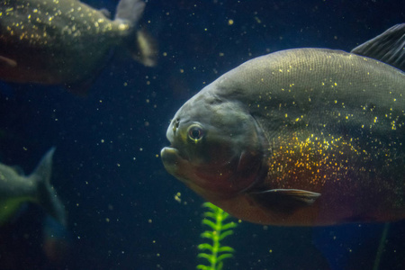 我水族馆里的食人鱼