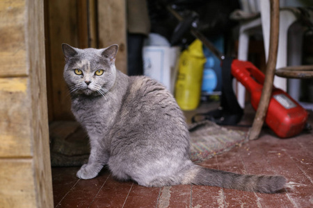 汤姆男性猫户外夏天相片