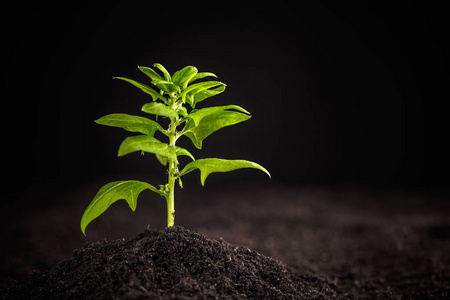 生长在土壤中的幼菠菜植物