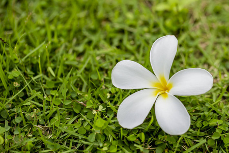 热带花枝梅花