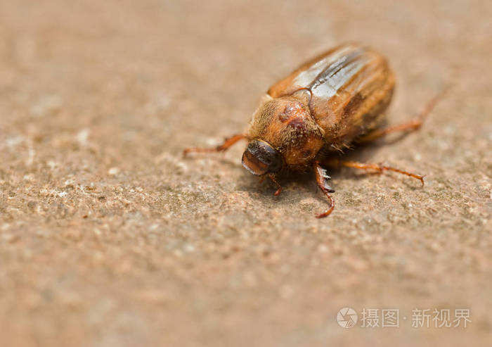 甲虫的样子图片背面图片