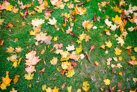 在一个美妙的秋日, 树叶躺在青草上