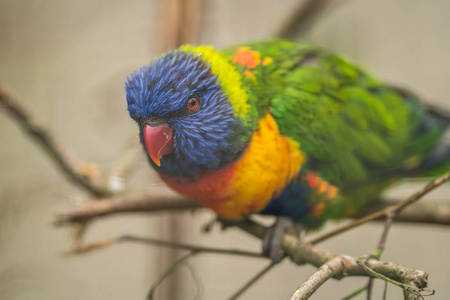 Lorikeet一只可爱多彩的鹦鹉彩虹坐在动物园的笼子里