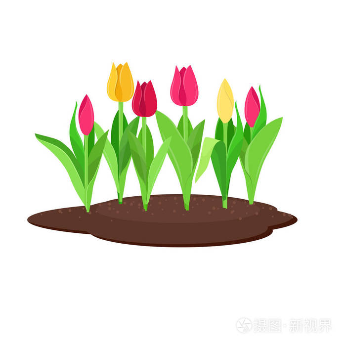 红色和黄色的郁金香在花坛生长.矢量插图