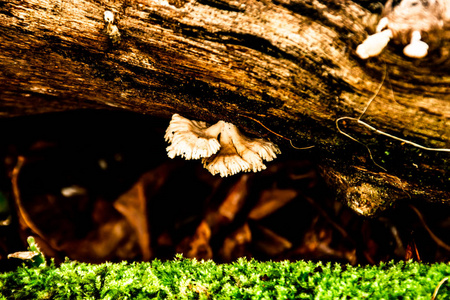 在花园里的木头上的蘑菇