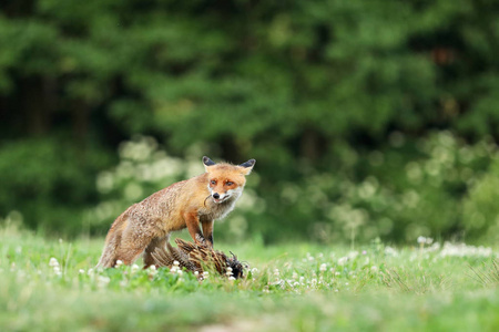 红狐狸媚捕食草甸Vulpes vulpes