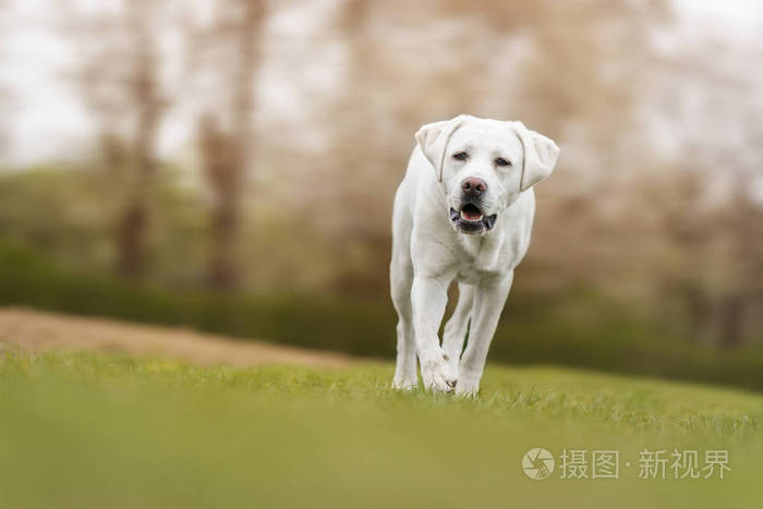 年轻可爱的白色拉布拉多猎犬犬狗与漂亮的脸户外