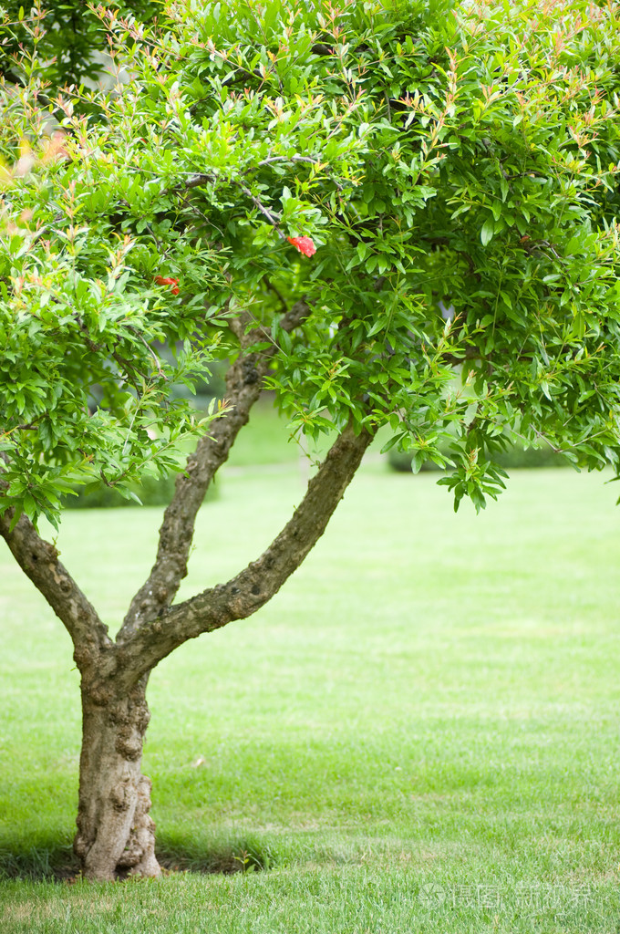 春天公园与大树与新鲜绿色的树叶