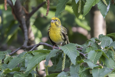 greenfinch 虎尾鸟在树上