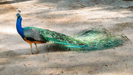 成年男性孔雀面对远离相机与彩色和充满活力的羽毛, 生动的蓝色身体和