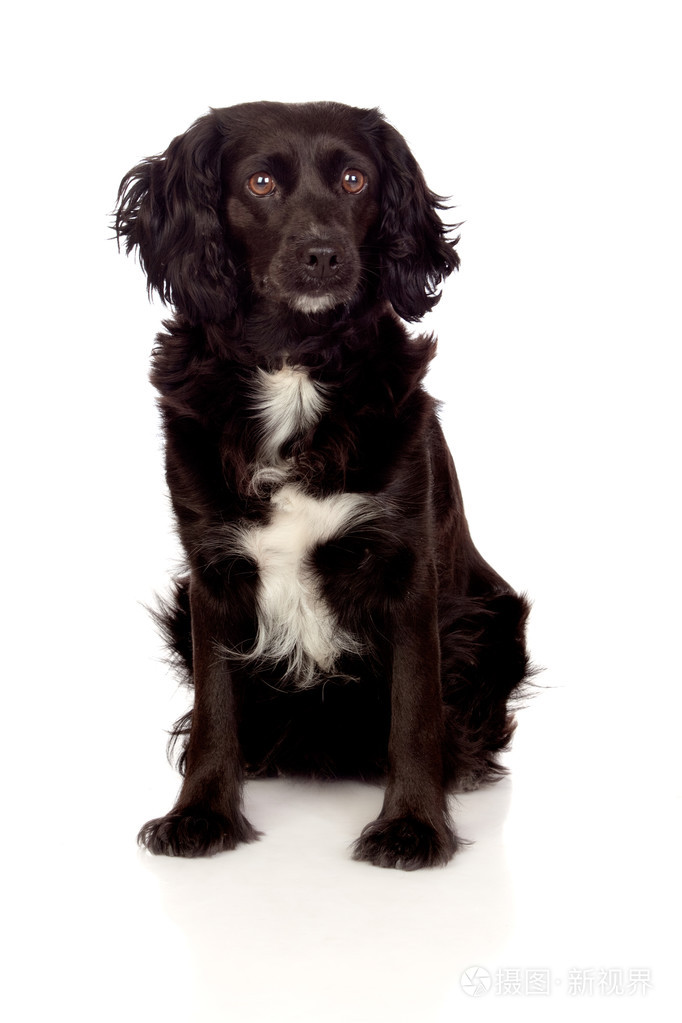 美丽黑色可卡犬