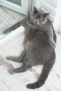 刚出生几天的小动物,一只可爱的毛茸茸的波斯猫年轻漂亮的小白和灰色