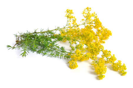 Galium 茴香, 女士 bedstraw 或黄色 bedstraw。在白色上隔离