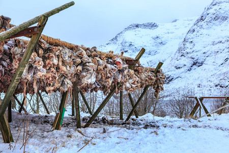 stockfish 头在渔人村庄 A i 罗弗敦在罗弗敦海岛, 挪威