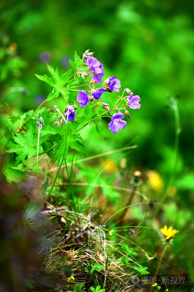 冰岛小蓝野花特写
