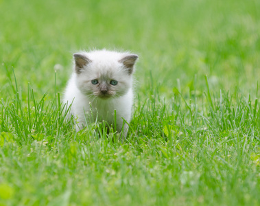 在草上的可爱的小宝贝猫