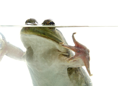 在水中的牛蛙图片