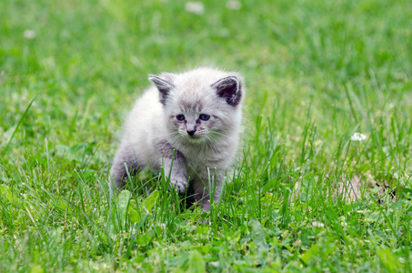 在草上的可爱的小宝贝猫