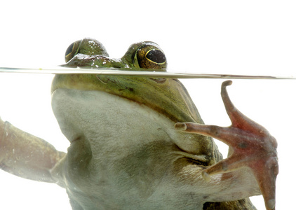 在水中的牛蛙