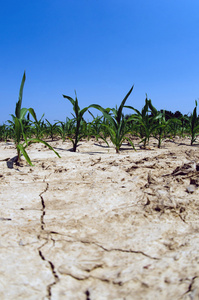 在伊利诺伊州玉米田的干旱条件