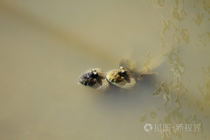 弹涂鱼的特写