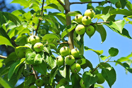 树枝上的绿色苹果