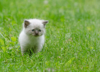 在草上的可爱的小宝贝猫