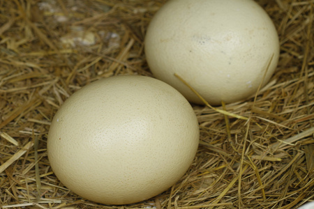 动物鸵鸟蛋图片