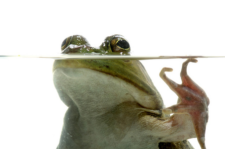 在水中的牛蛙图片