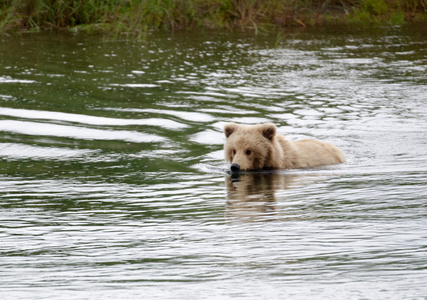 年轻阿拉斯加棕熊